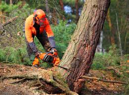 How Our Tree Care Process Works  in  Cambridge, NE